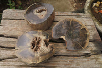 Polished Petrified Wood Branch Pieces x 3 From Gokwe, Zimbabwe - Toprock Gemstones and Minerals 
