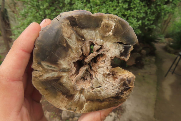 Polished Petrified Wood Branch Pieces x 3 From Gokwe, Zimbabwe - Toprock Gemstones and Minerals 