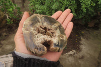 Polished Petrified Wood Branch Pieces x 3 From Gokwe, Zimbabwe - Toprock Gemstones and Minerals 