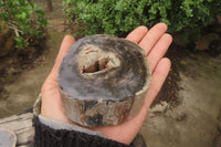 Polished Petrified Wood Branch Pieces x 3 From Gokwe, Zimbabwe - Toprock Gemstones and Minerals 