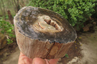 Polished Petrified Wood Branch Pieces x 3 From Gokwe, Zimbabwe - Toprock Gemstones and Minerals 