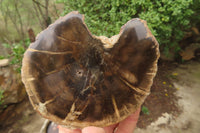 Polished Petrified Wood Branch Pieces x 3 From Gokwe, Zimbabwe - Toprock Gemstones and Minerals 
