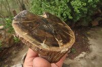 Polished Petrified Wood Branch Pieces x 3 From Gokwe, Zimbabwe - Toprock Gemstones and Minerals 