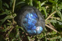 Polished Labradorite Palm Stones x 24 From Madagascar - Toprock Gemstones and Minerals 