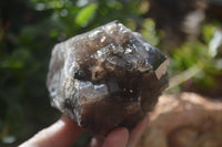 Natural Smokey Quartz Crystal Specimens x 3 From Zomba, Malawi - Toprock Gemstones and Minerals 