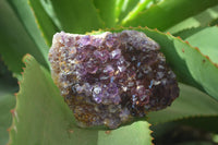 Natural Amethystos Amethyst Specimens x 6 From Kwaggafontein, South Africa - Toprock Gemstones and Minerals 