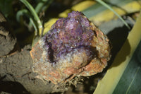 Natural Amethystos Amethyst Specimens x 6 From Kwaggafontein, South Africa - Toprock Gemstones and Minerals 