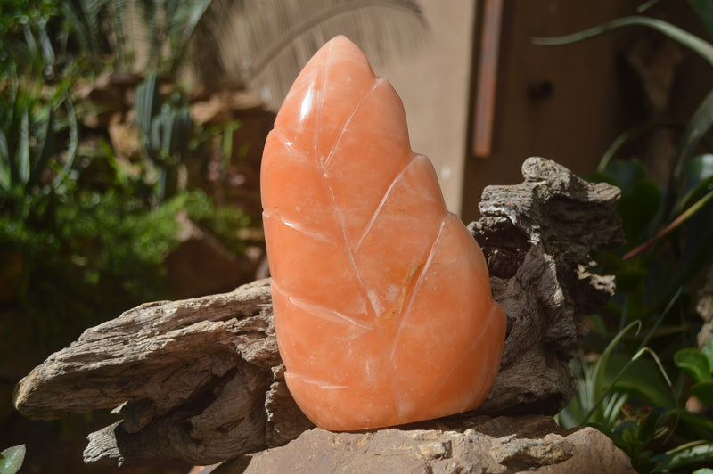Polished Orange Twist Calcite Leaf Sculpture x 1 From Maevantanana, Madagascar - Toprock Gemstones and Minerals 