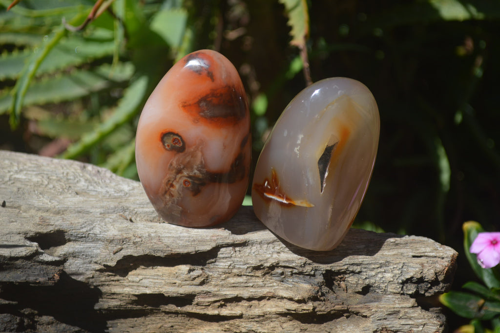 Polished Carnelian Standing Free Forms x 12 From Madagascar - Toprock Gemstones and Minerals 