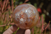 Polished Ocean - Coral Flower Agate Standing Free Forms & Sphere x 3 From Madagascar - Toprock Gemstones and Minerals 