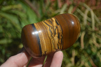 Polished Tiger's Eye Free Forms x 5 From Prieska, South Africa