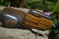 Polished Tiger's Eye Free Forms x 5 From Prieska, South Africa