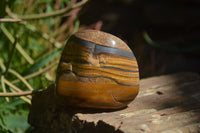 Polished Tiger's Eye Free Forms x 5 From Prieska, South Africa
