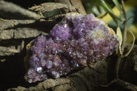 Natural Amethystos Amethyst Plates x 6 From Kwaggafontein, South Africa - Toprock Gemstones and Minerals 