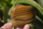 Polished Tiger's Eye Free Forms x 12 From Prieska, South Africa - Toprock Gemstones and Minerals 