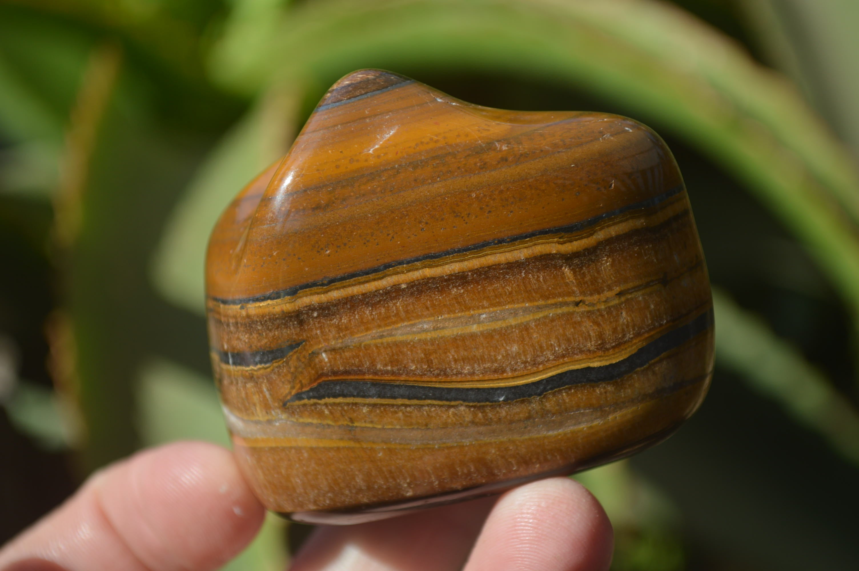 Polished Tiger's Eye Free Forms x 12 From Prieska, South Africa - Toprock Gemstones and Minerals 