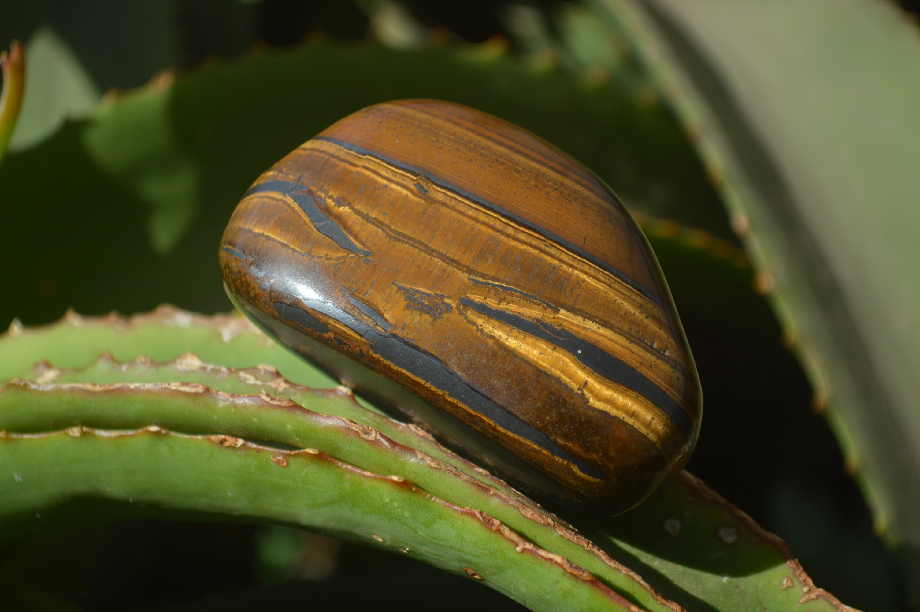 Polished Tiger's Eye Free Forms x 12 From Prieska, South Africa - Toprock Gemstones and Minerals 