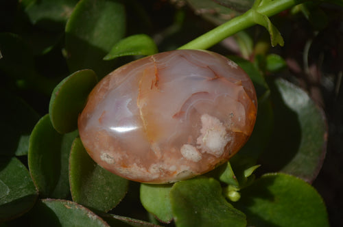 Polished Flower Agate Palm Stones x 12 From Madagascar - Toprock Gemstones and Minerals 