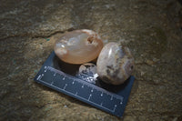 Polished Flower Agate Palm Stones x 12 From Madagascar - Toprock Gemstones and Minerals 