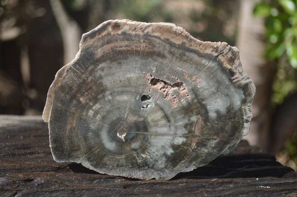 Polished Petrified Wood Slices x 6 From Gokwe, Zimbabwe - Toprock Gemstones and Minerals 