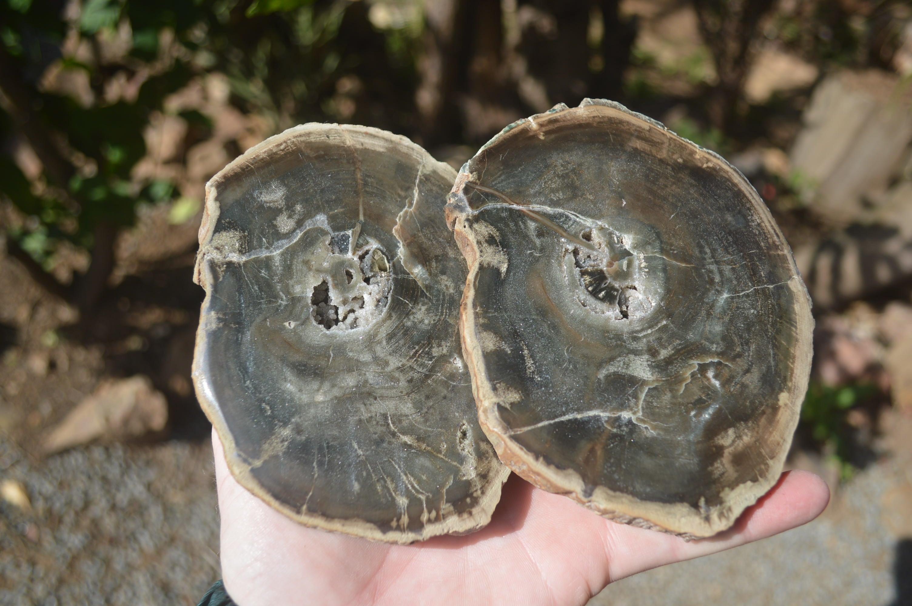 Polished Petrified Wood Slices x 6 From Gokwe, Zimbabwe - Toprock Gemstones and Minerals 
