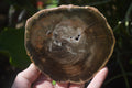Polished Petrified Wood Slices x 6 From Gokwe, Zimbabwe - Toprock Gemstones and Minerals 
