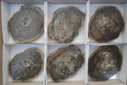 Polished Petrified Wood Slices x 6 From Gokwe, Zimbabwe - Toprock Gemstones and Minerals 