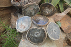Polished Petrified Wood Slices x 6 From Gokwe, Zimbabwe - Toprock Gemstones and Minerals 