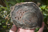 Polished Petrified Wood Slices x 6 From Gokwe, Zimbabwe - Toprock Gemstones and Minerals 