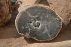 Polished Petrified Wood Slices x 6 From Gokwe, Zimbabwe - Toprock Gemstones and Minerals 