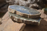Polished Petrified Wood Slices x 6 From Gokwe, Zimbabwe - Toprock Gemstones and Minerals 