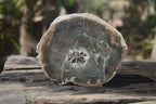 Polished Petrified Wood Slices x 6 From Gokwe, Zimbabwe - Toprock Gemstones and Minerals 