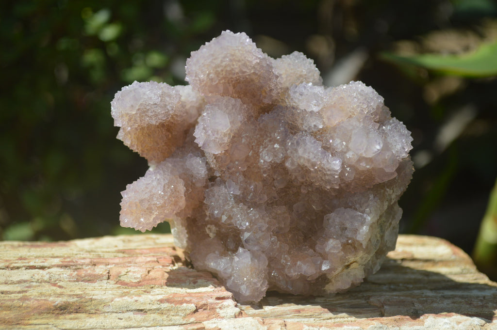 Natural Ametrine Spirit Quartz Clusters x 2 From Boekenhouthoek, South Africa - Toprock Gemstones and Minerals 