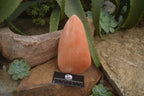 Polished Orange Twist Calcite Standing Free Forms x 2 From Madagascar - Toprock Gemstones and Minerals 