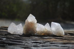 Natural Cactus Flower Spirit Quartz Crystals x 24 From Boekenhouthoek, South Africa - Toprock Gemstones and Minerals 