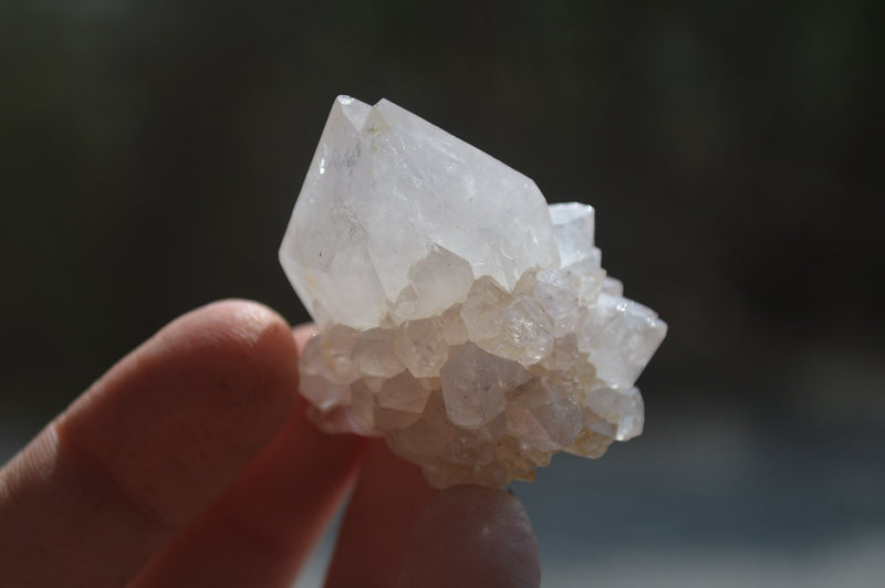 Natural Cactus Flower Spirit Quartz Crystals x 24 From Boekenhouthoek, South Africa - Toprock Gemstones and Minerals 