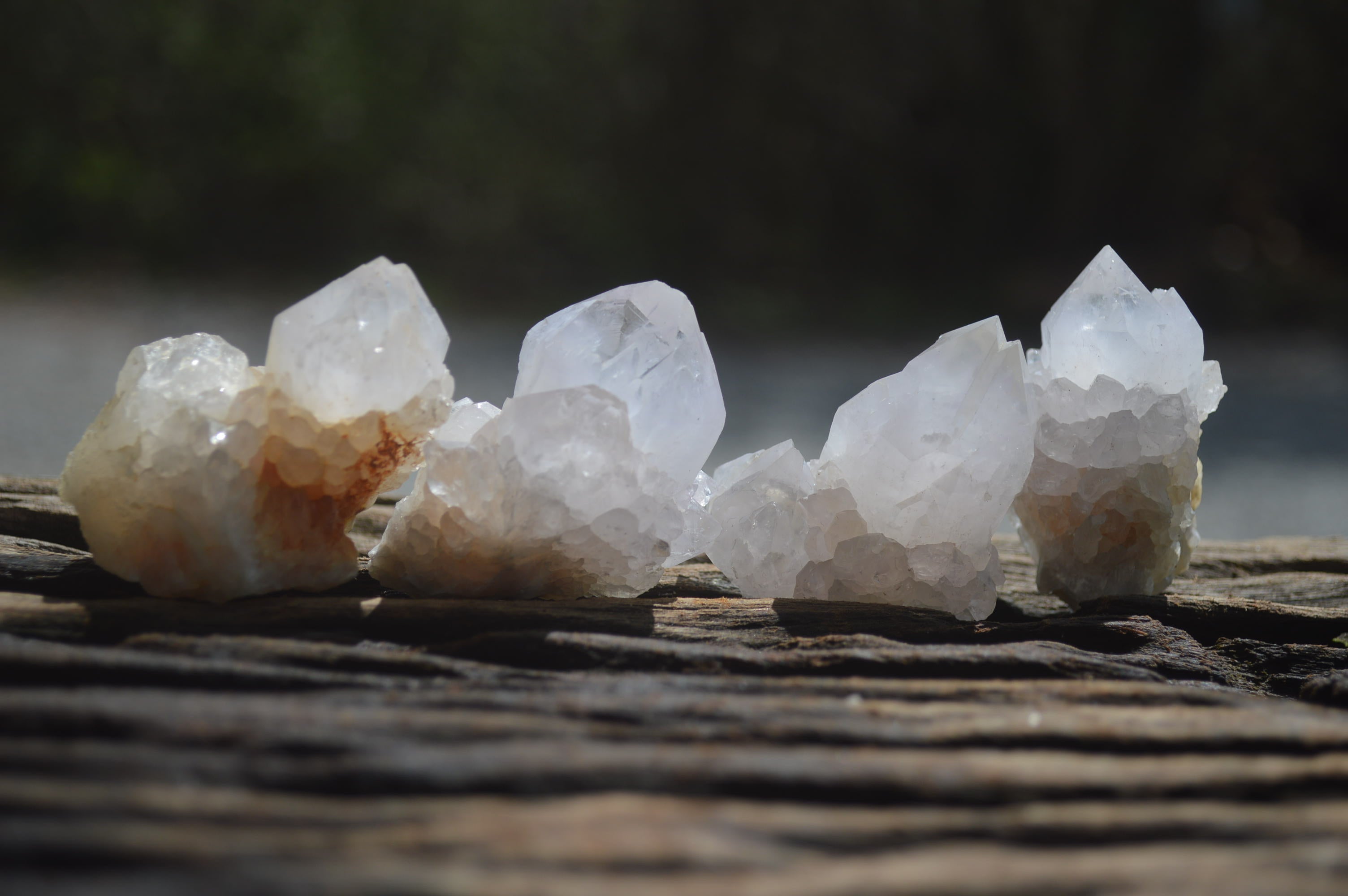 Natural Cactus Flower Spirit Quartz Crystals x 24 From Boekenhouthoek, South Africa - Toprock Gemstones and Minerals 
