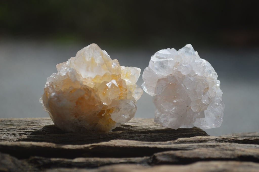 Natural Cactus Flower Spirit Quartz Crystals x 24 From Boekenhouthoek, South Africa - Toprock Gemstones and Minerals 