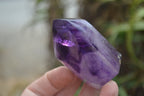 Polished Window Amethyst Quartz Crystals x 12 From Akansobe, Madagascar - Toprock Gemstones and Minerals 