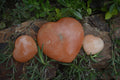 Polished Orange Twist Calcite Gemstone Hearts x 3 From Madagascar - Toprock Gemstones and Minerals 