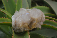 Natural White Phantom Smokey Quartz Clusters x 2 From Luena, Congo - Toprock Gemstones and Minerals 