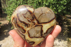 Polished Septerye Hearts x 6 From Mahajanga, Madagascar - Toprock Gemstones and Minerals 