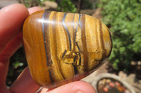 Polished Tiger's Eye Free Forms x 12 From Prieska, South Africa