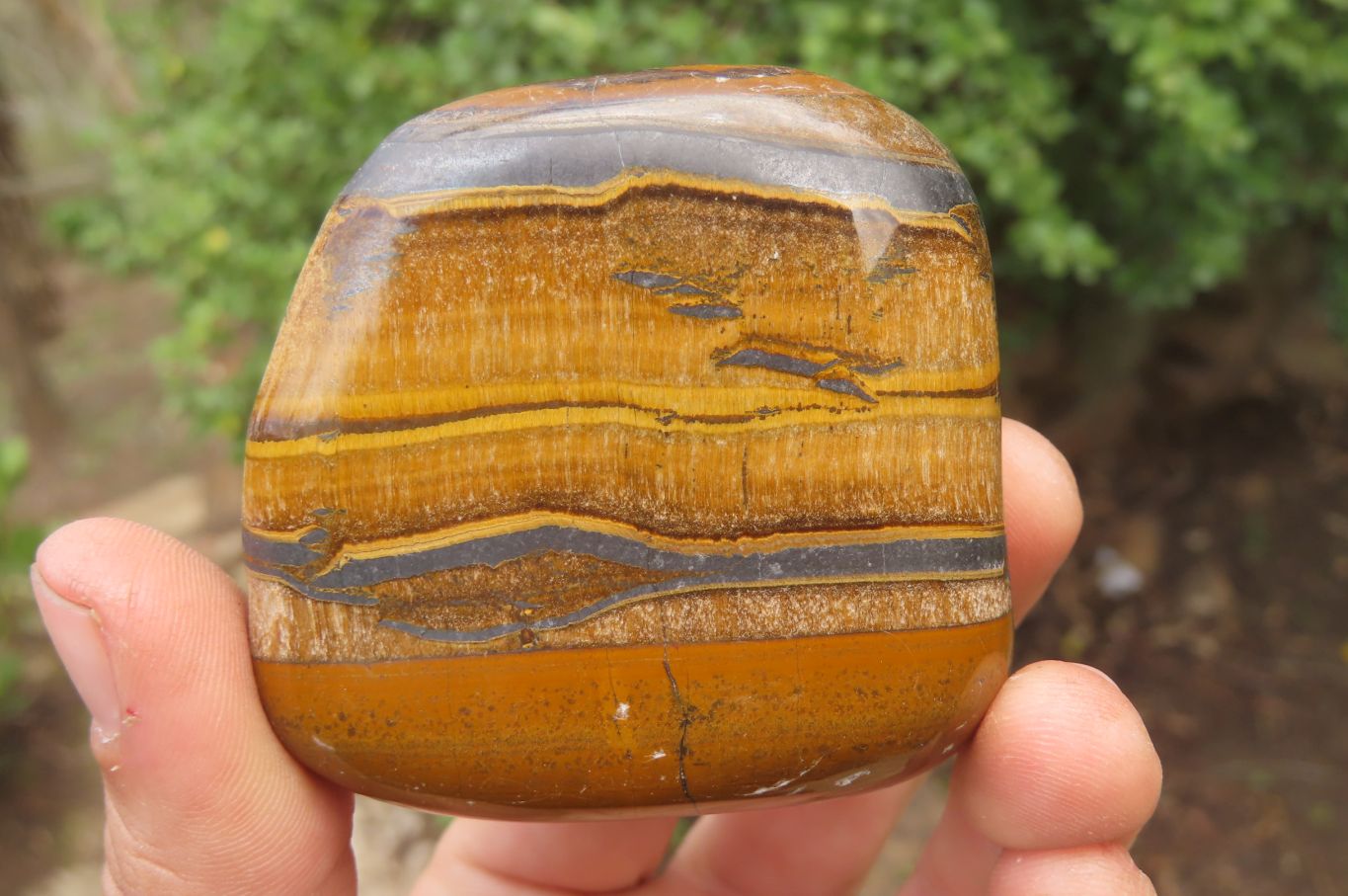 Polished Tiger's Eye Free Forms x 6 From Prieska, South Africa - Toprock Gemstones and Minerals 