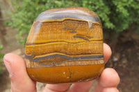 Polished Tiger's Eye Free Forms x 6 From Prieska, South Africa