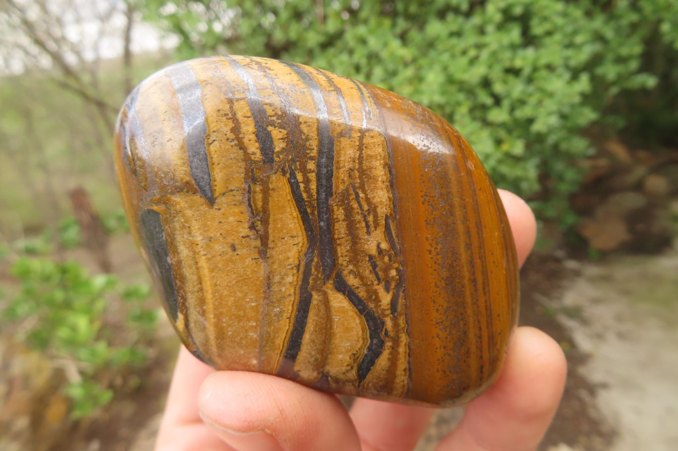 Polished Tiger's Eye Free Forms x 5 From Prieska, South Africa - Toprock Gemstones and Minerals 