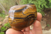 Polished Tiger's Eye Free Forms x 5 From Prieska, South Africa
