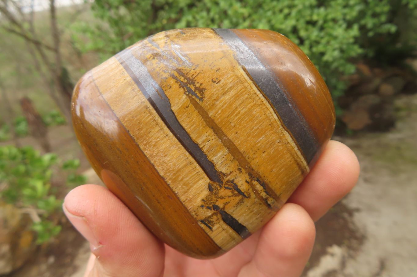 Polished Tiger's Eye Free Forms x 5 From Prieska, South Africa - Toprock Gemstones and Minerals 