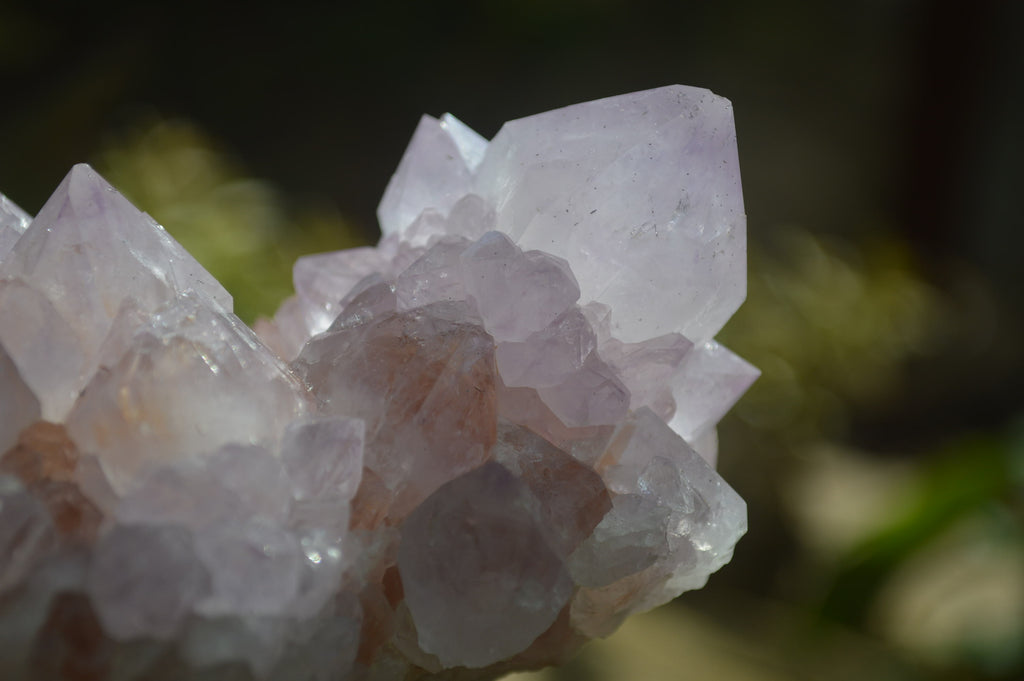 Natural Cactus Flower Spirit Quartz Clusters x 2 From Boekenhouthoek, South Africa - Toprock Gemstones and Minerals 