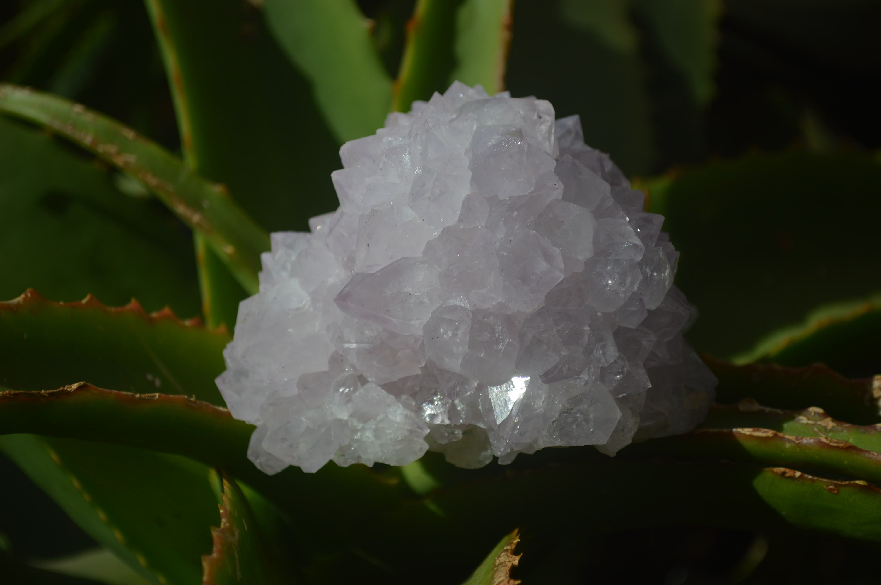 Natural Cactus Flower Spirit Quartz Clusters x 2 From Boekenhouthoek, South Africa - Toprock Gemstones and Minerals 